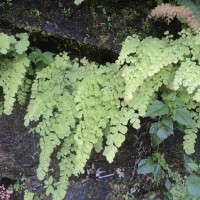Adiantum concinnum Humb. & Bonpl. ex Willd.